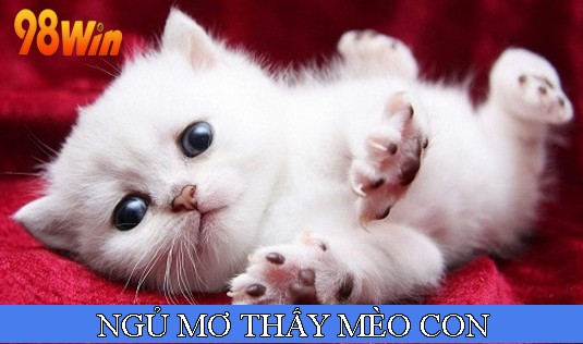 Ngủ gặp mèo con