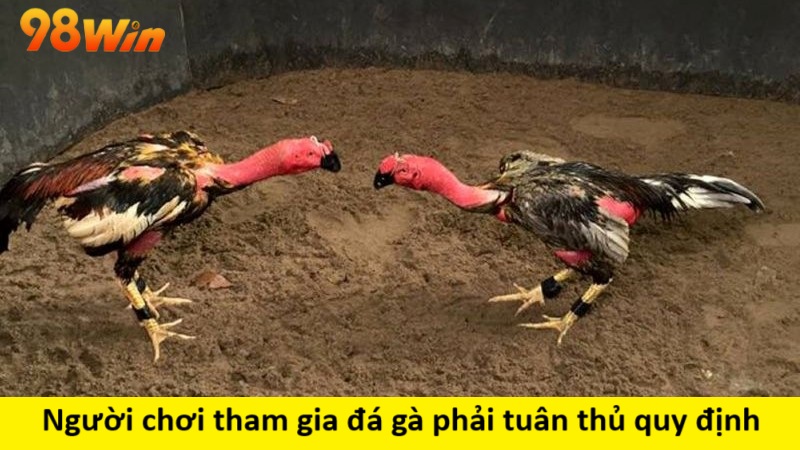 Người chơi tham gia đá gà phải tuân thủ quy định