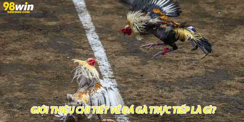 Giới thiệu chi tiết về đá gà trực tiếp là gì?